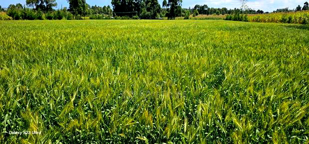 6 Acres for Sale in Naiberi Near Plateau in Eldoret