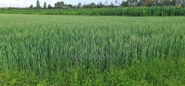 6 Acres for Sale in Naiberi Near Plateau in Eldoret