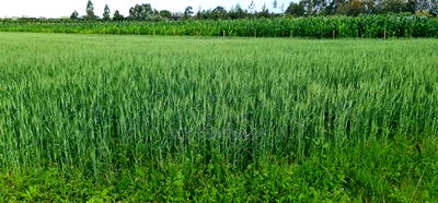 6 Acres for Sale in Naiberi Near Plateau in Eldoret - Image 6