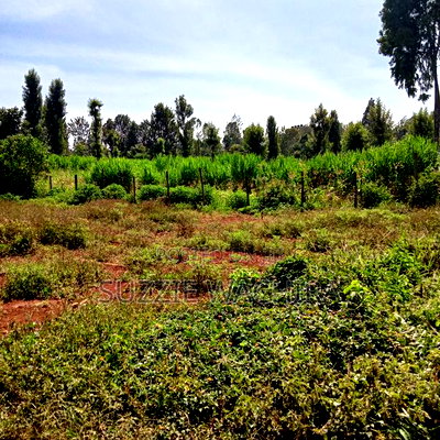 40x90ft Plots for Sale at Kenol Near St Ann High School - Image 7
