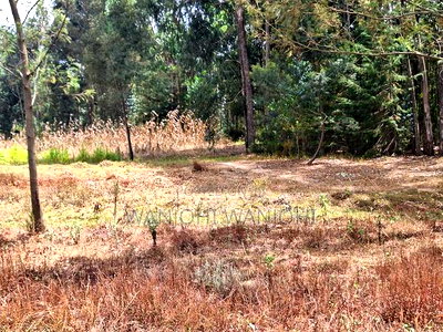 Pata Ploti Hapa Oljoroorok - Image 5