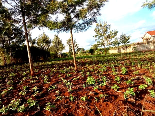 1/4 Acre Residential Land on Sale at Ruiru Mugutha Murera
