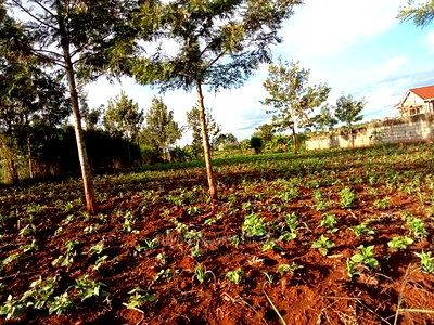 1/4 Acre Residential Land on Sale at Ruiru Mugutha Murera - Image 5