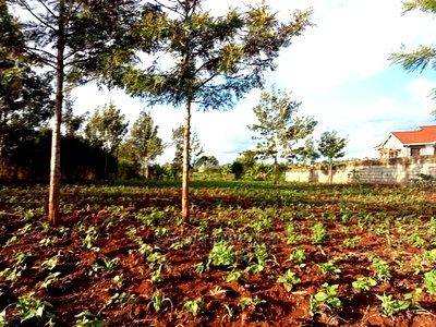 1/4 Acre Residential Land on Sale at Ruiru Mugutha Murera - Image 6