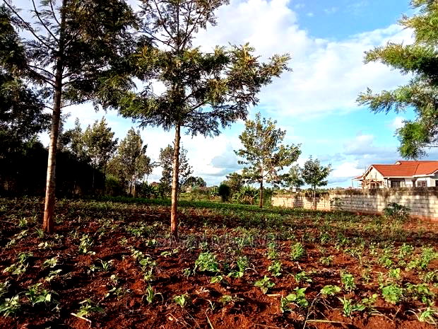 1/4 Acre Residential Land on Sale at Ruiru Mugutha Murera
