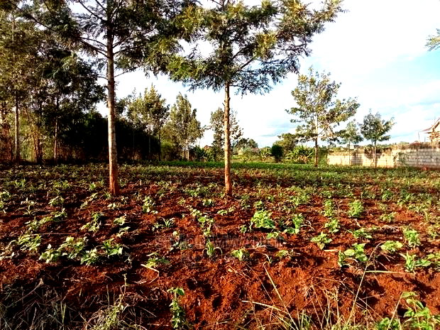 1/4 Acre Residential Land on Sale at Ruiru Mugutha Murera