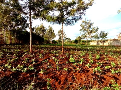 1/4 Acre Residential Land on Sale at Ruiru Mugutha Murera - Image 3