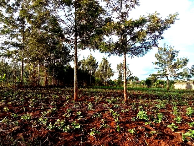 1/4 Acre Residential Land on Sale at Ruiru Mugutha Murera