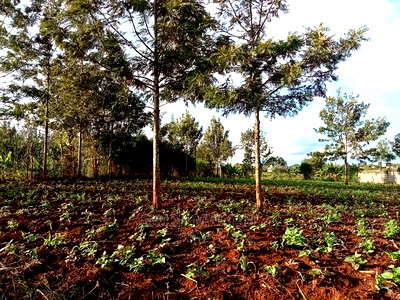 1/4 Acre Residential Land on Sale at Ruiru Mugutha Murera - Image 2