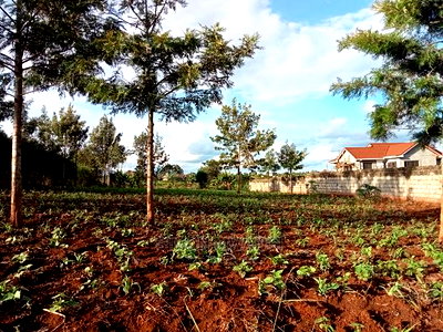 1/4 Acre Residential Land on Sale at Ruiru Mugutha Murera - Image 4