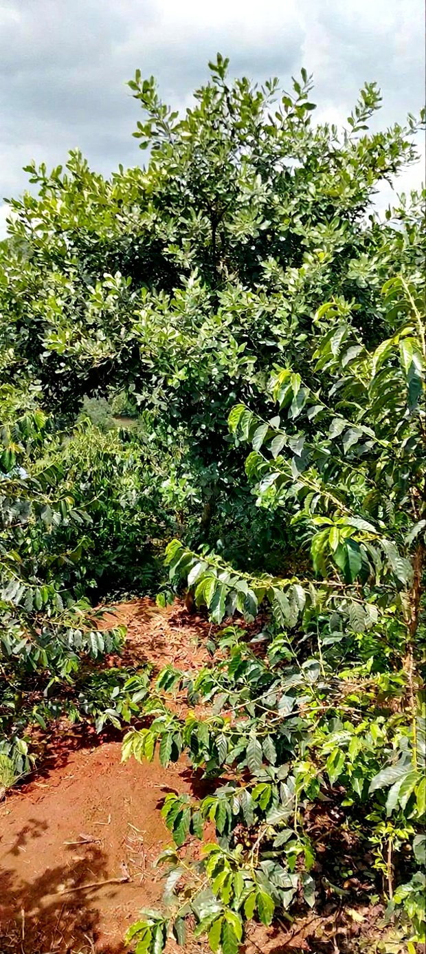 Coffee Plantation 4 Acres