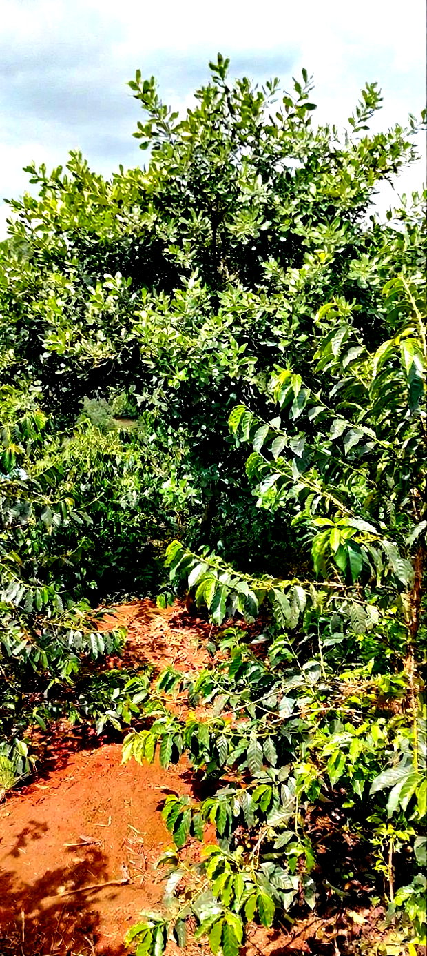 Coffee Plantation 4 Acres