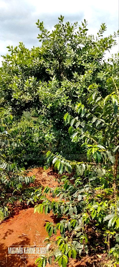 Coffee Plantation 4 Acres - Image 4