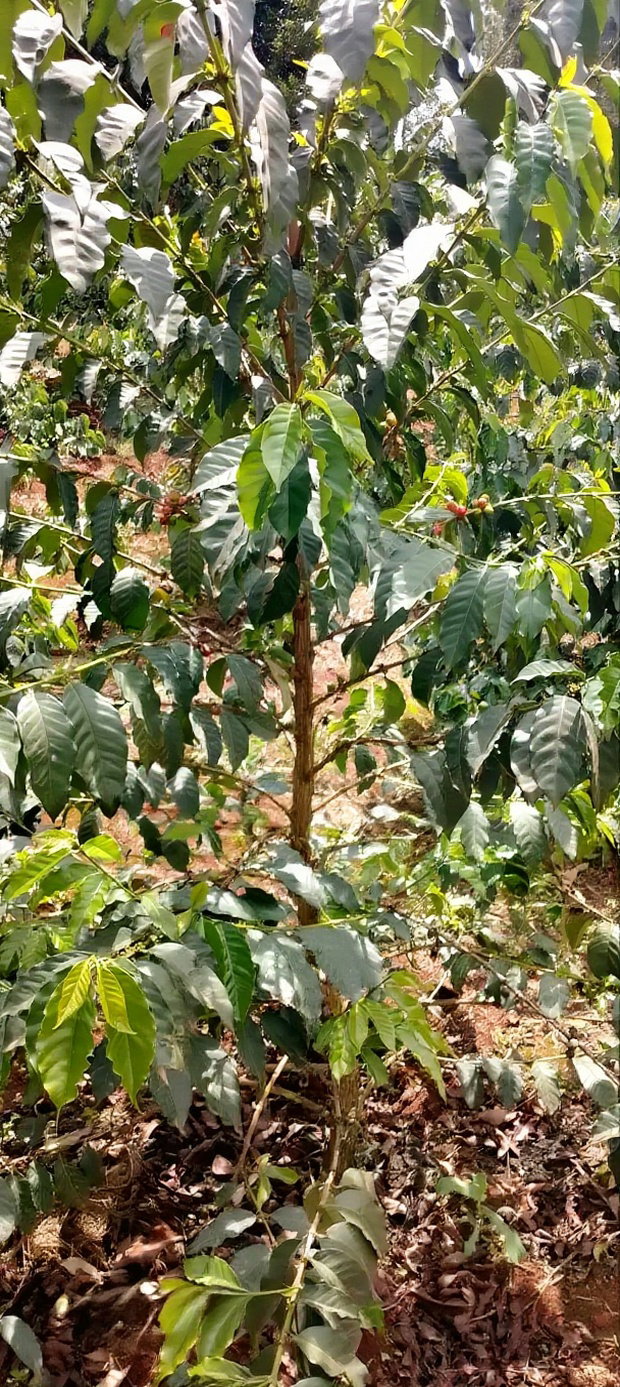 Coffee Plantation 4 Acres