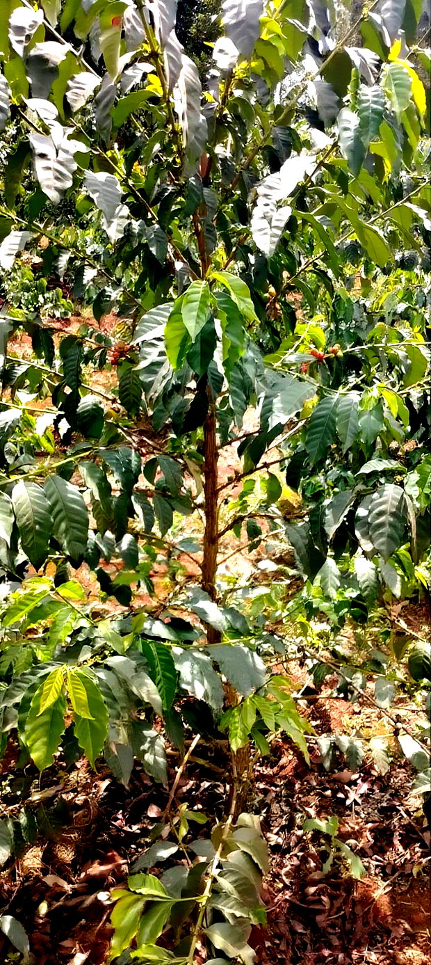 Coffee Plantation 4 Acres