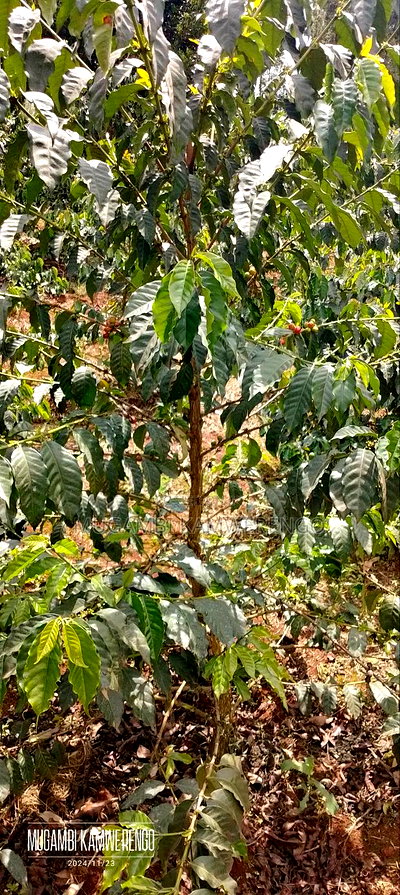 Coffee Plantation 4 Acres - Image 1