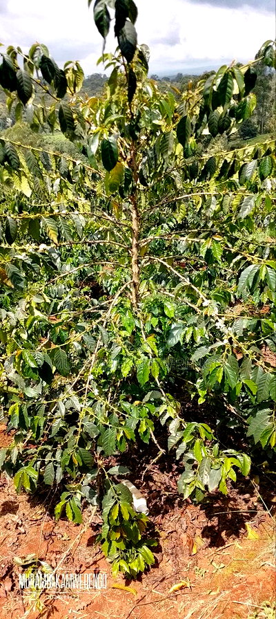 Coffee Plantation 4 Acres - Image 6