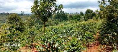 Coffee Plantation 4 Acres - Image 7
