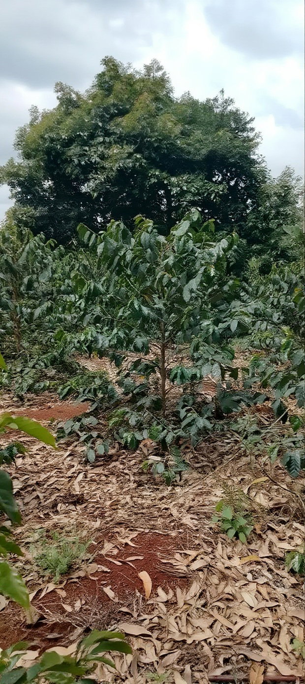 Coffee Plantation 4 Acres
