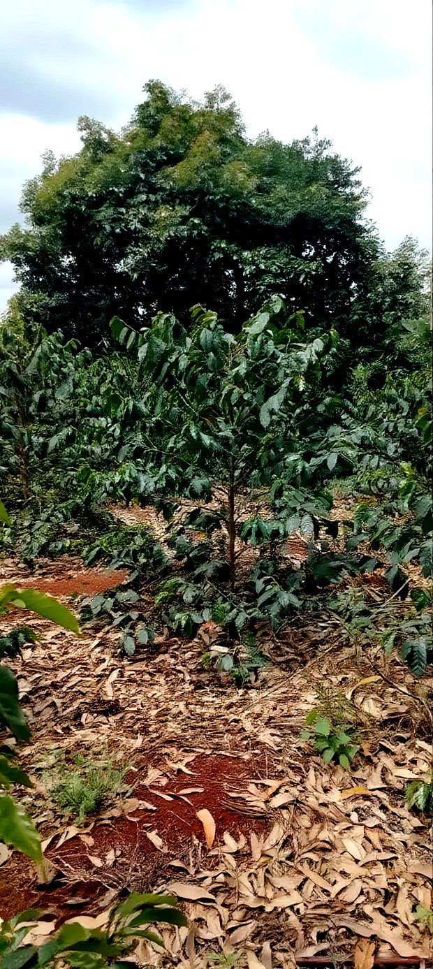 Coffee Plantation 4 Acres