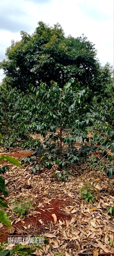 Coffee Plantation 4 Acres - Image 2