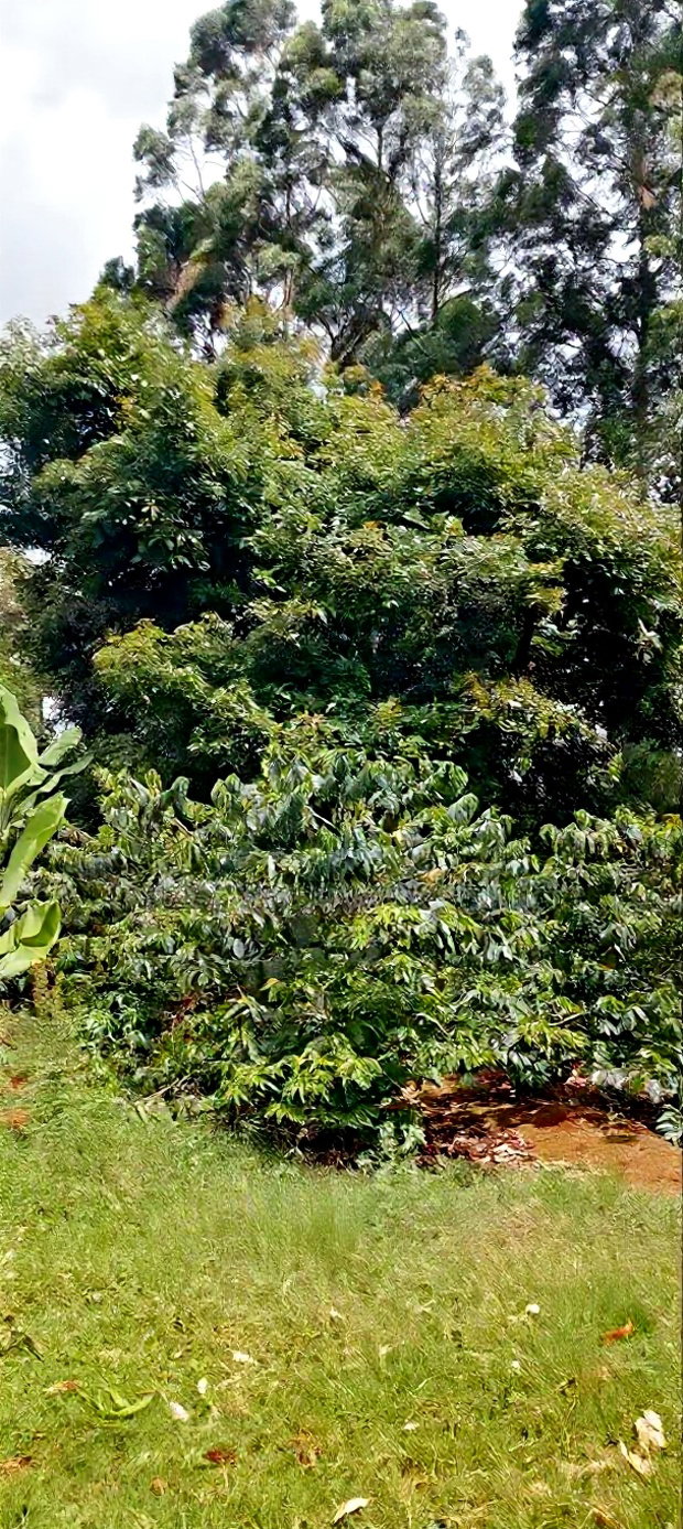 Coffee Plantation 4 Acres