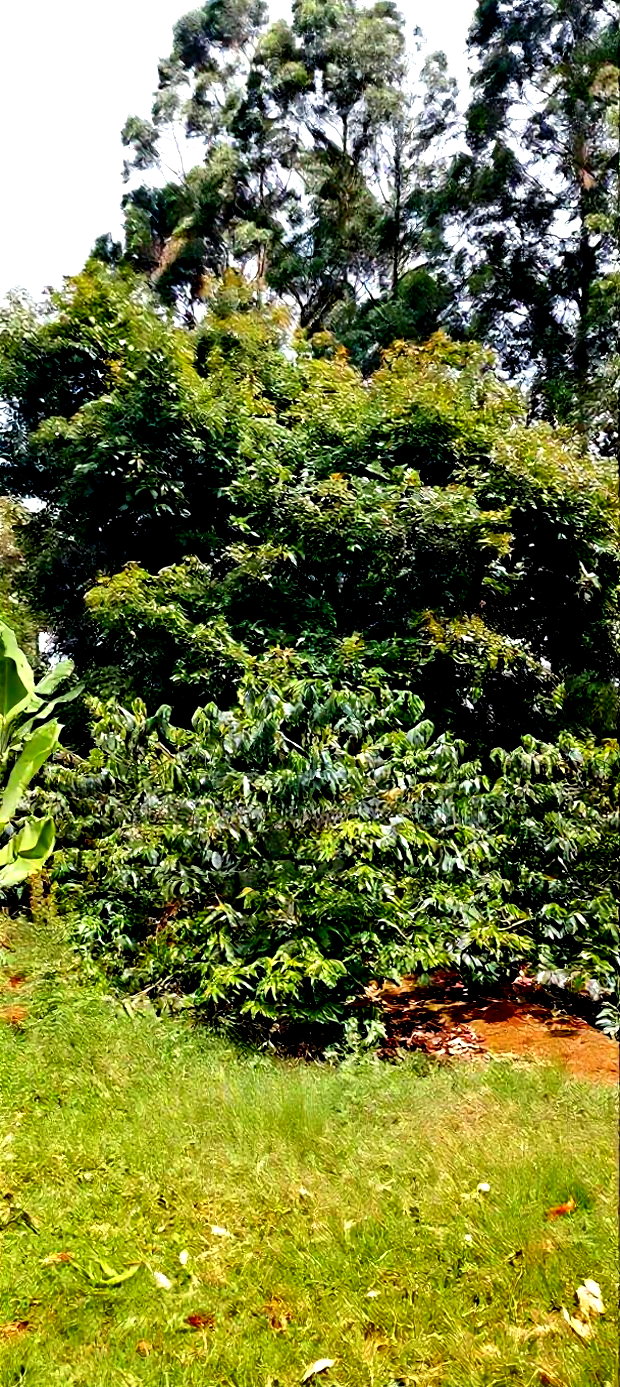 Coffee Plantation 4 Acres