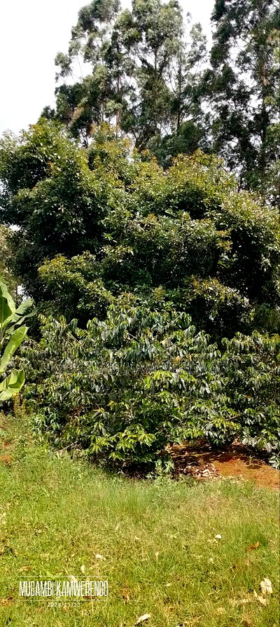 Coffee Plantation 4 Acres - Image 3