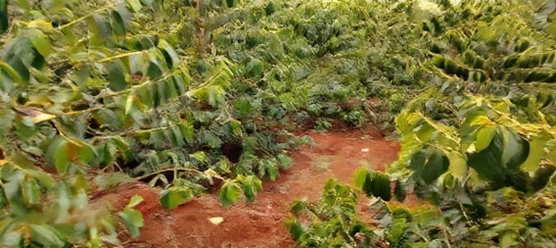 Coffee Plantation 4 Acres