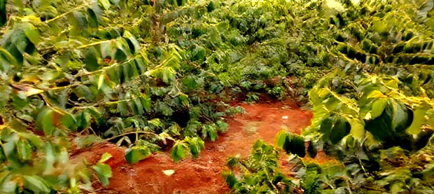 Coffee Plantation 4 Acres