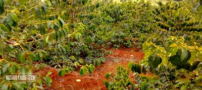 Coffee Plantation 4 Acres - Image 5
