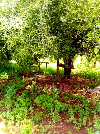 (15billion KSHS ) 970 Acres Farmland With Tea and Coffee Plantations - Image 1