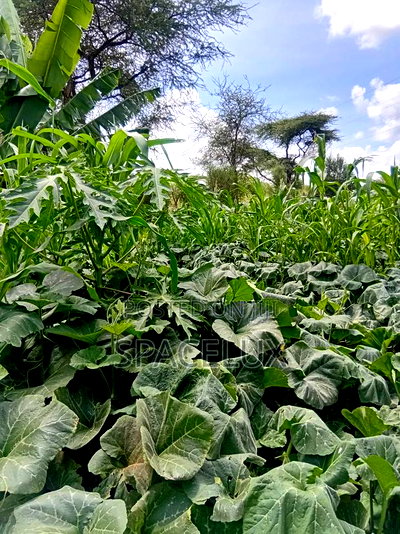 (15billion KSHS ) 970 Acres Farmland With Tea and Coffee Plantations - Image 2