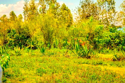 Residential Prime Plots For Sale Malindi - Image 1