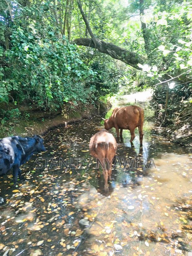 Nanyuki 3 Acreas Next to Mayan Resort