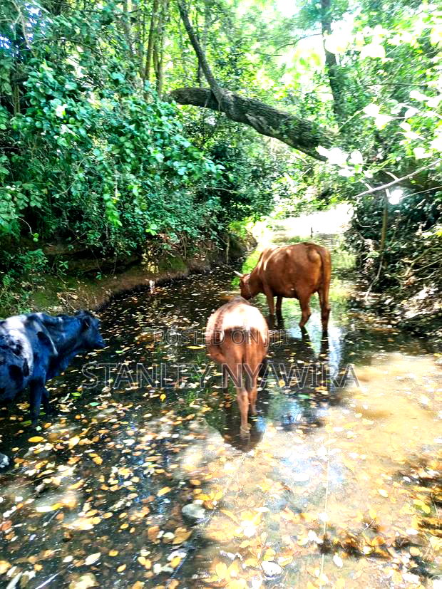 Nanyuki 3 Acreas Next to Mayan Resort