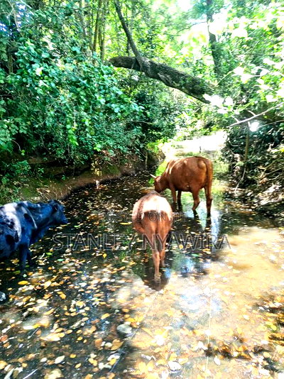 Nanyuki 3 Acreas Next to Mayan Resort - Image 1