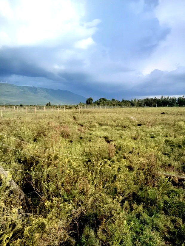 Prime 1/8 Acre Pieces Kimuka