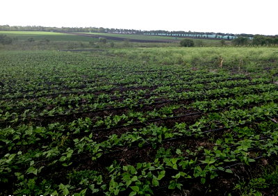 5-Acre Farm with Water & Electricity - Kiserian