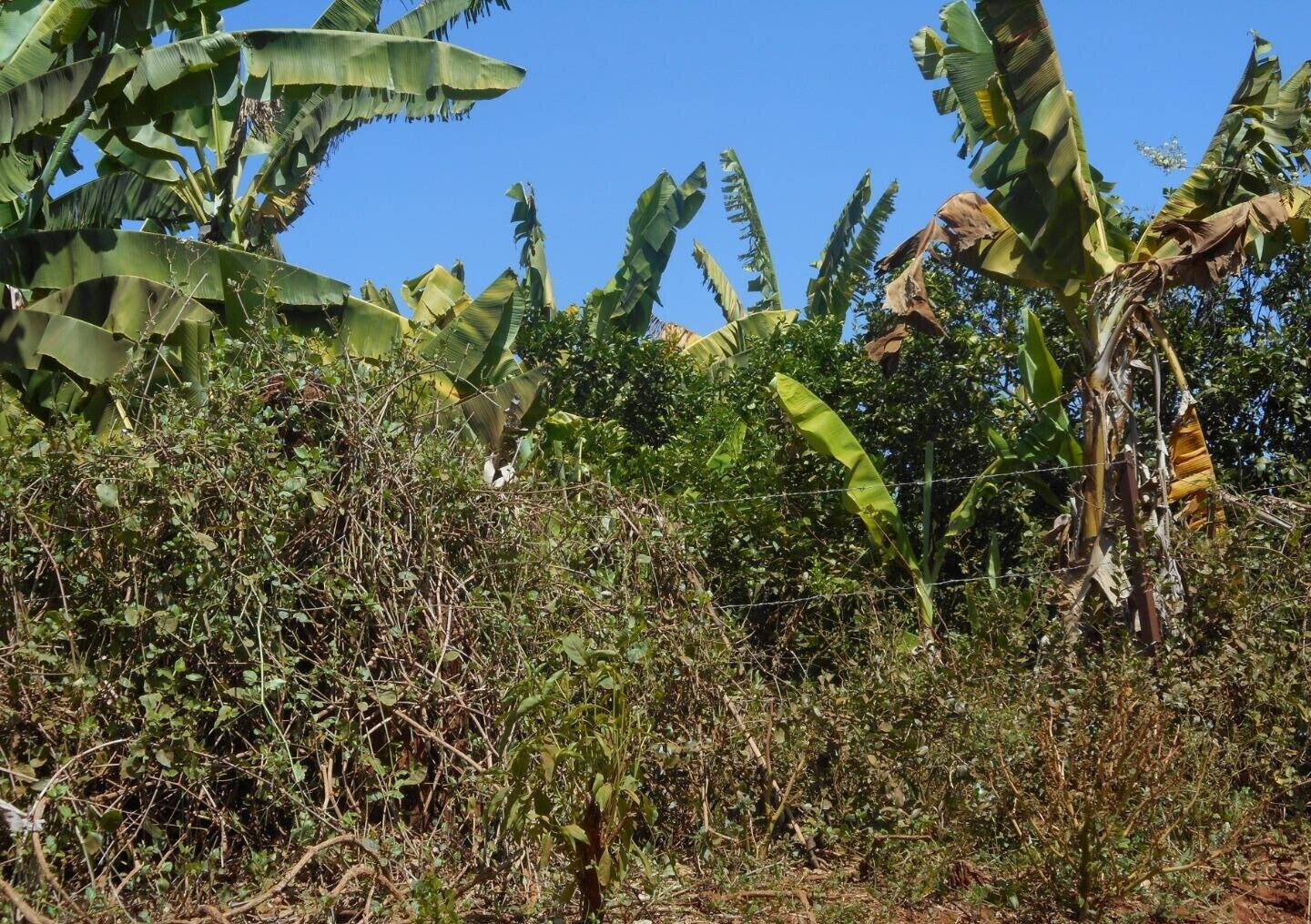 28-Acre Farm with Garden and Parking - Machakos