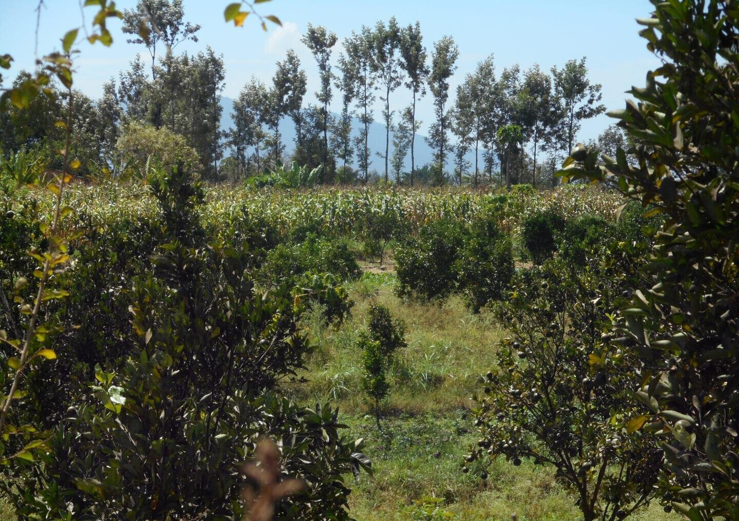 28-Acre Farm with Garden and Parking - Machakos
