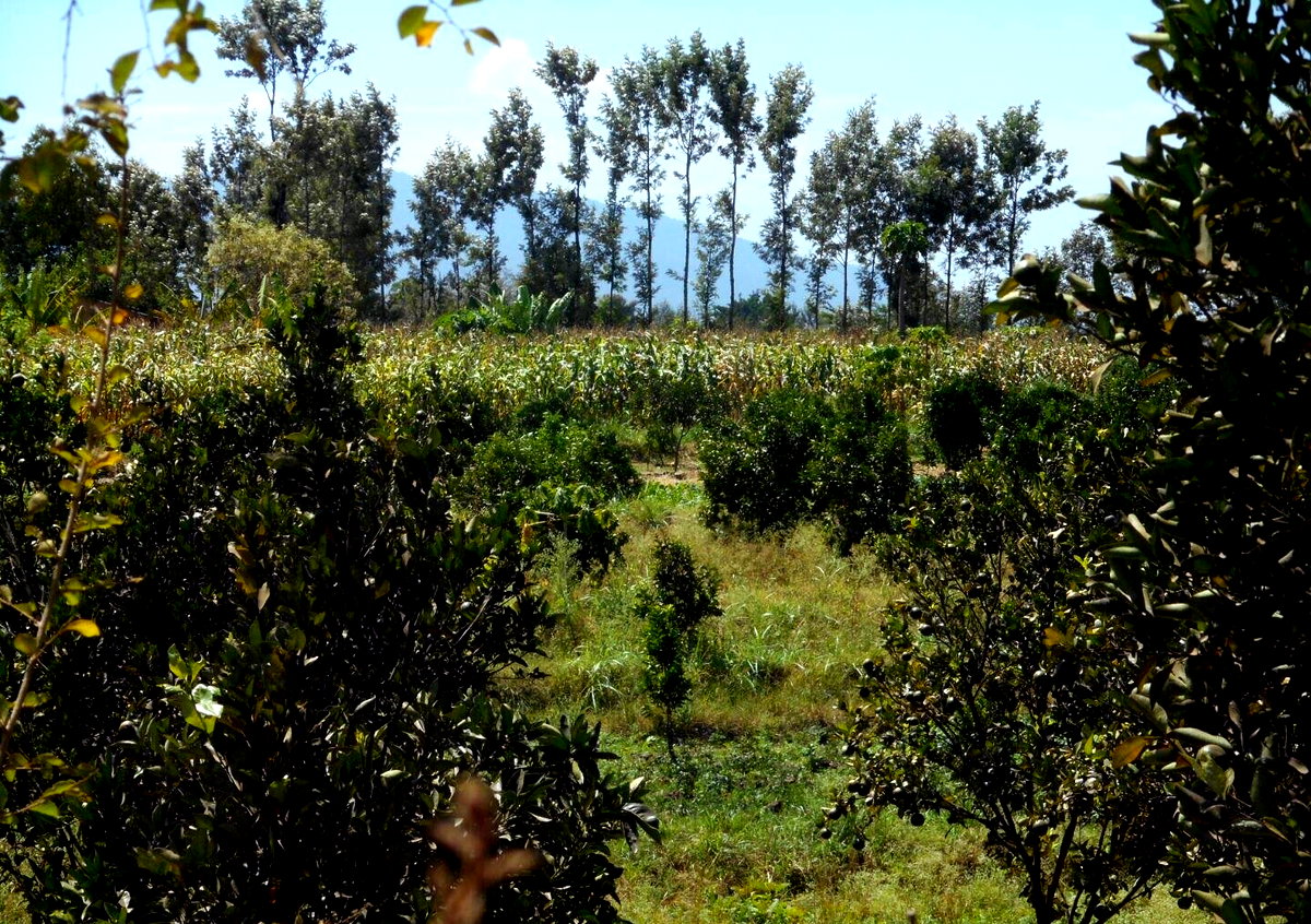 28-Acre Farm with Garden and Parking - Machakos