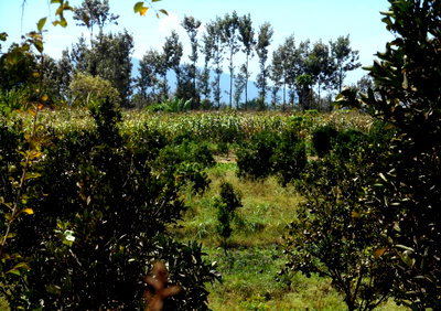 28-Acre Farm with Garden and Parking - Machakos