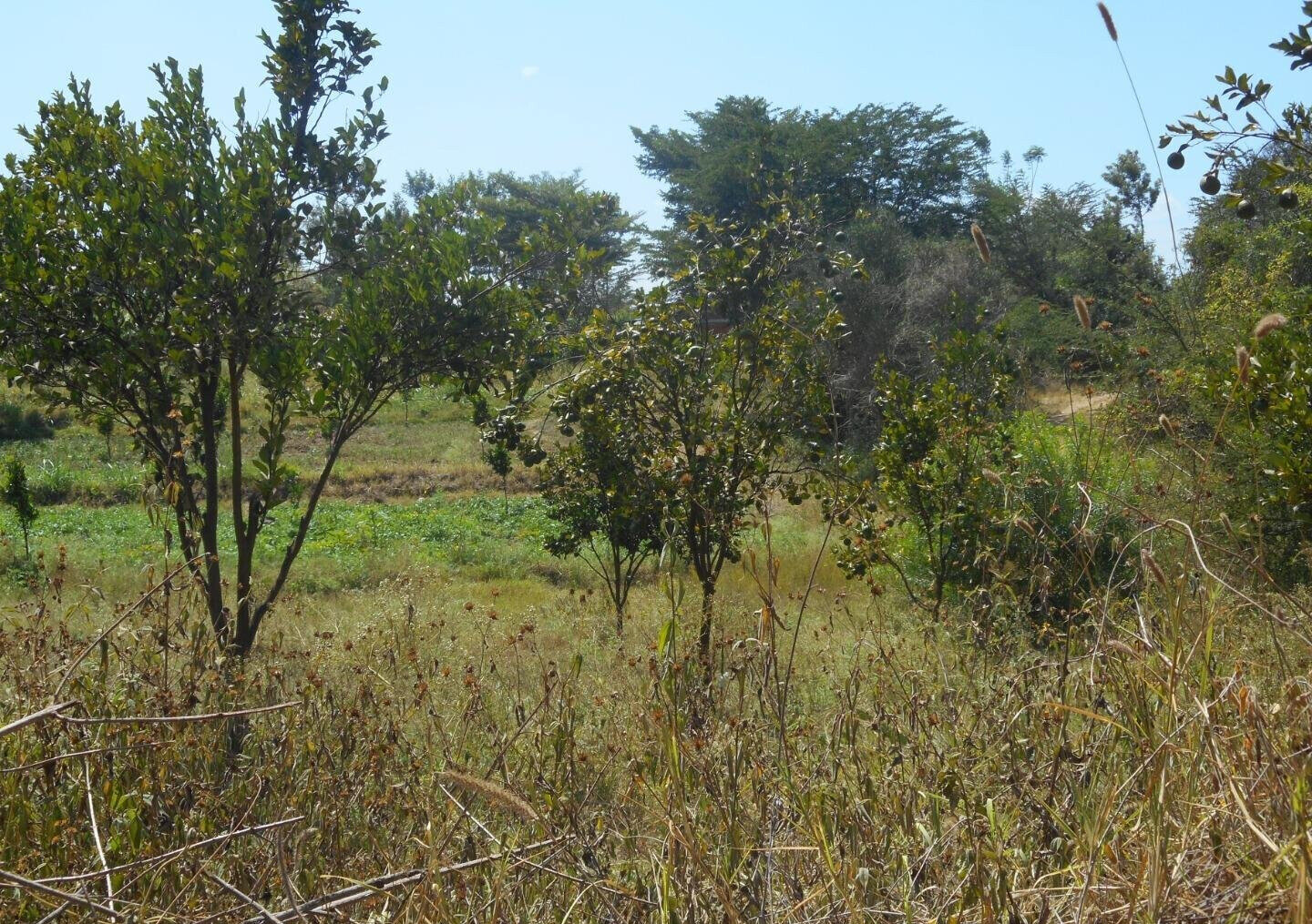 28-Acre Farm with Garden and Parking - Machakos