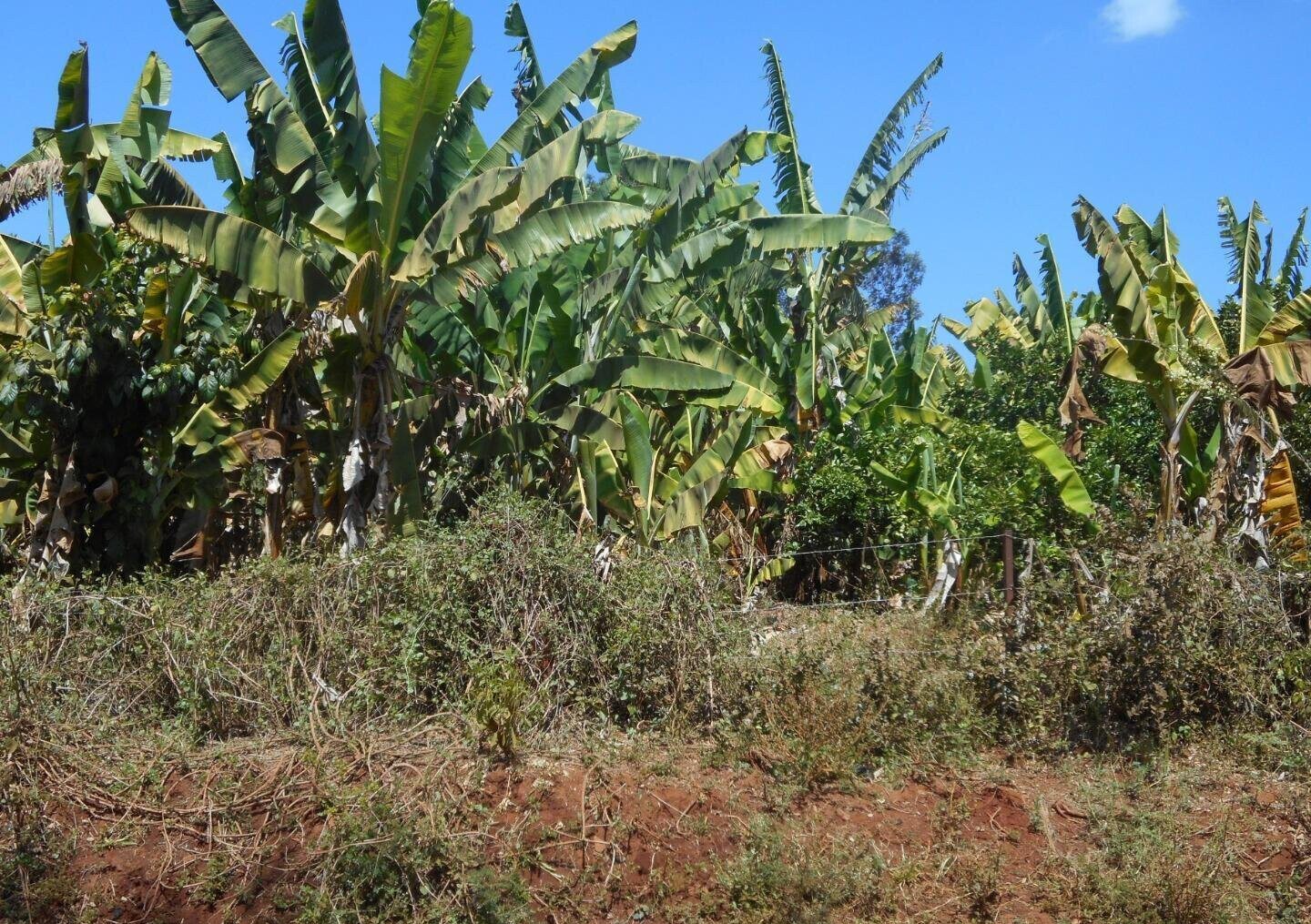 28-Acre Farm with Garden and Parking - Machakos