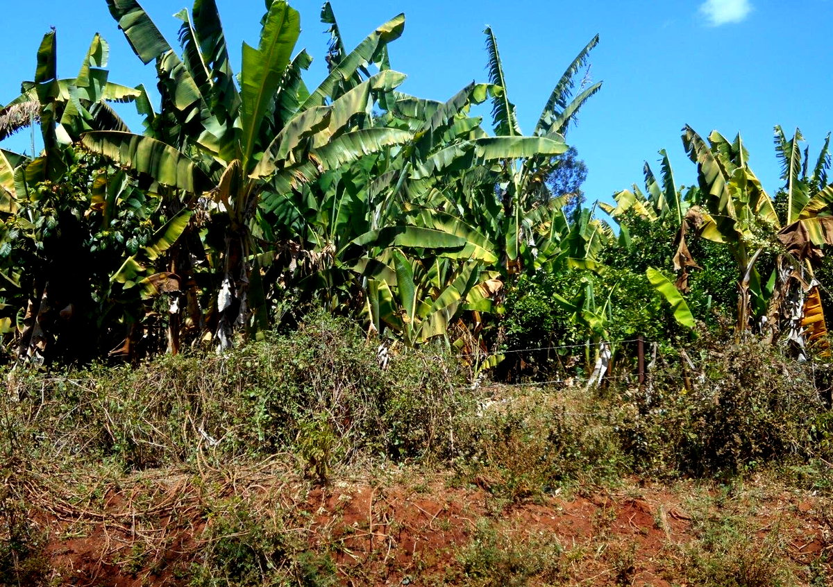 28-Acre Farm with Garden and Parking - Machakos