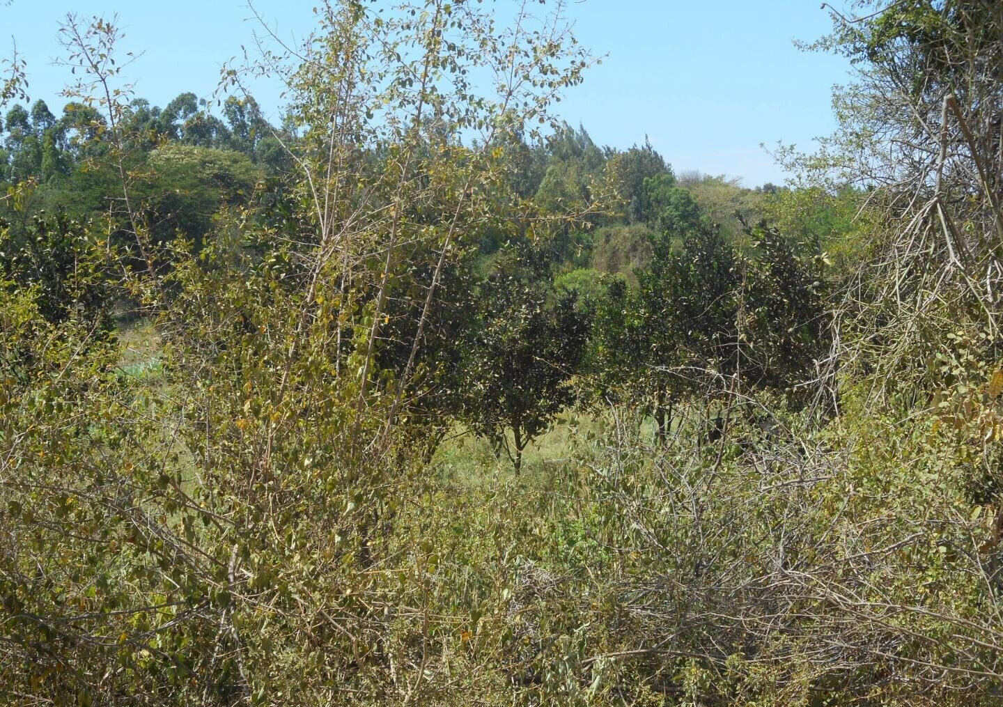 28-Acre Farm with Garden and Parking - Machakos