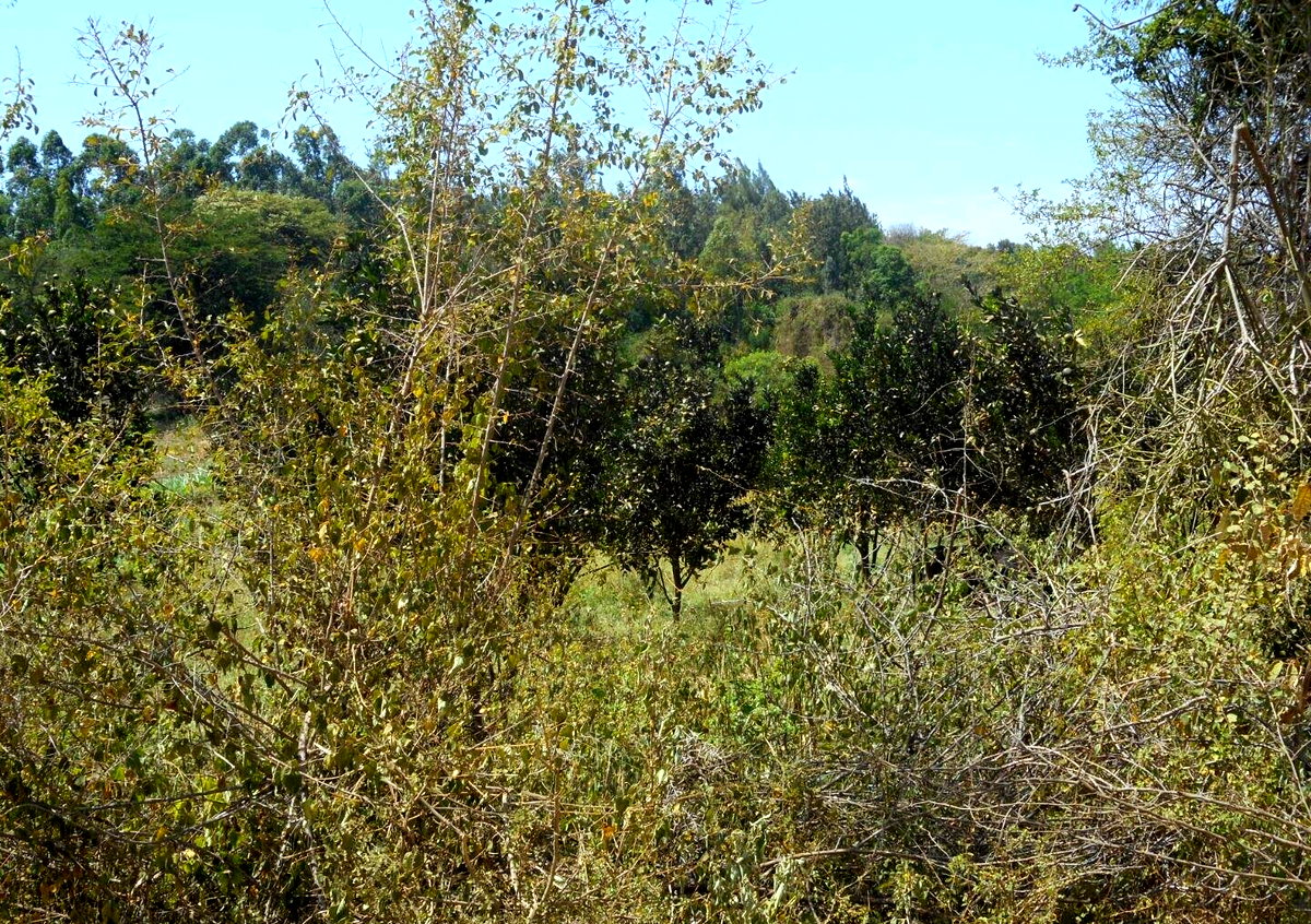 28-Acre Farm with Garden and Parking - Machakos