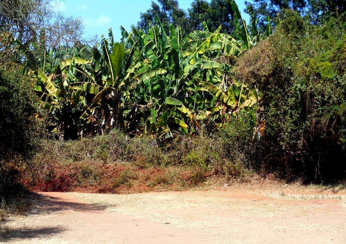 28-Acre Farm with Garden and Parking - Machakos
