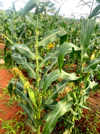 Virgin 50 Acres Prime Land Embu Mbeere North - Image 4